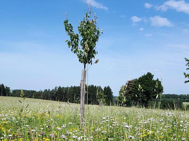 Ausgleichsfläche